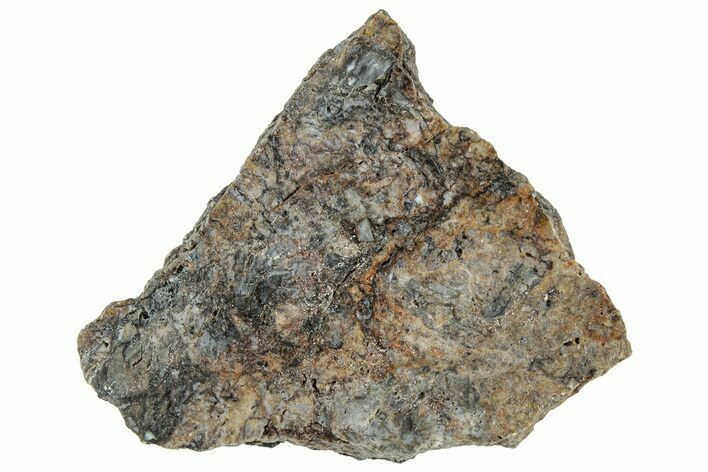 Polished Rhynie Chert - Early Devonian Vascular Plant Fossils #318895